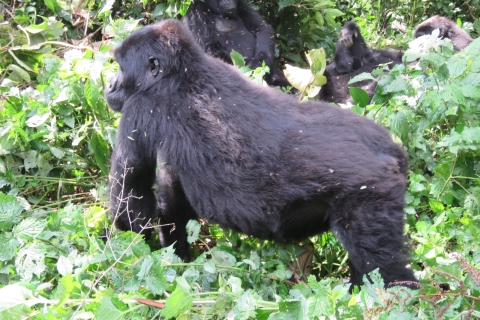 Kigali à Bwindi : 2 jours de trekking pour les gorilles en OugandaRandonnée magique de 2 jours à la rencontre des gorilles d'Ouganda depuis Kigali