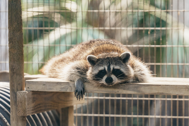 Orlando: Drive-Thru Safari Park i Wild Florida