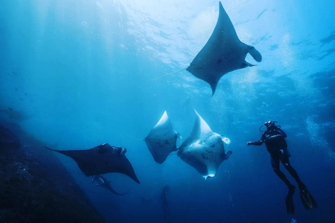 From Nusa Penida: Scuba Diving with Manta Ray Nusa PenidaCertified Diver