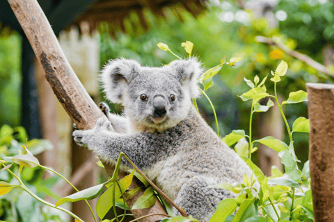 Guangzhou: Chimelong Safari Park Entry with Private Transfer Shenzhen | Private Transfer + Chimelong Safari Park Ticket