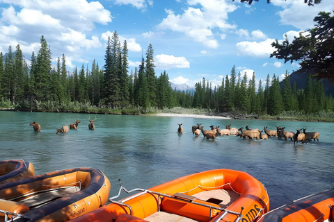 Canmore: 1.5-Hour Scenic Bow River Raft Tour