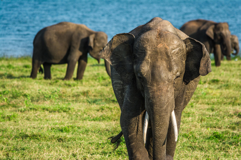 Safari in jeep con gli elefanti nel Parco Nazionale di Minneriya