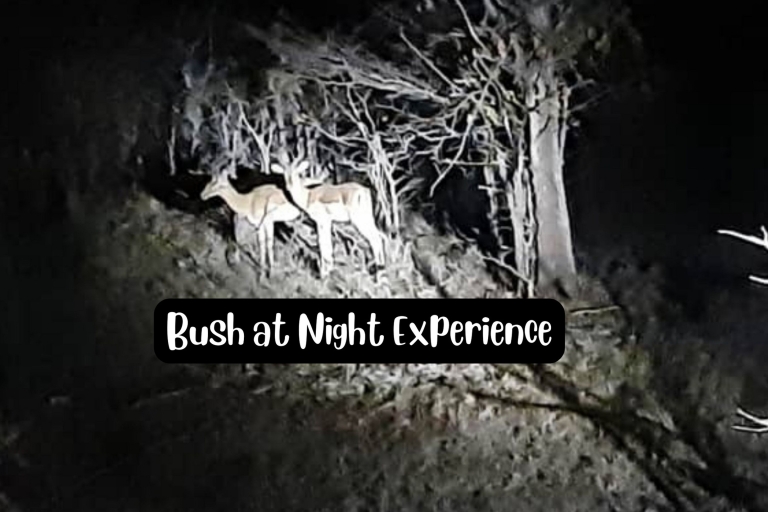 Victoria Falls : Night Drive Experience Bush by Night Drive