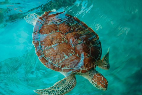 Zanzibar:Simma med sköldpaddor i salaamgrottan