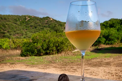 Tour del vino e pranzo o cena nel nostro vigneto