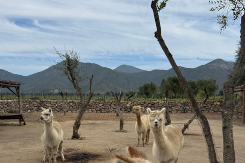 Vineyard, Valparaiso, Horseback Riding, Sea L &amp; BBQ Day Trip