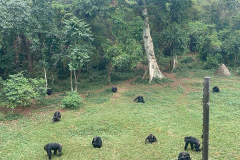 Entebbe: Mabamba Shoebill, Equator & Chimpanzee Island Tour