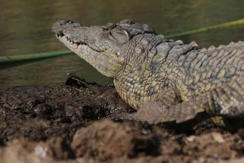 Nairobi: Nationaal Park, Olifantenweeshuis &amp; Giraffencentrum