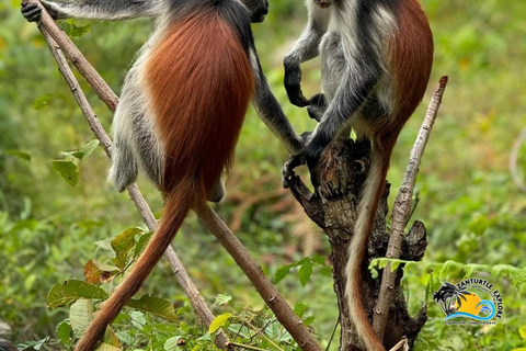 Zanzibar: Blå lagunen, sjöstjärnor och Jozani-skogenTransfer till hotell var som helst på Zanzibar