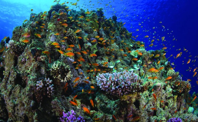 Visit 4 Hour Snorkeling & Diving Trip With Private Beach Access in Aqaba, Jordan