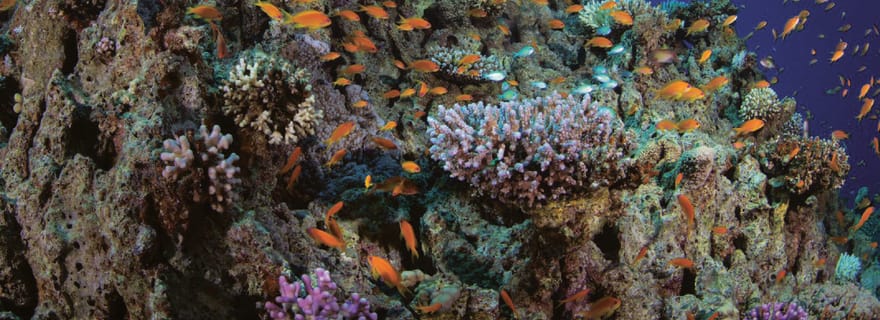 Excursion de 4 heures de plongée avec tuba et plongée sous-marine avec accès à une plage privée