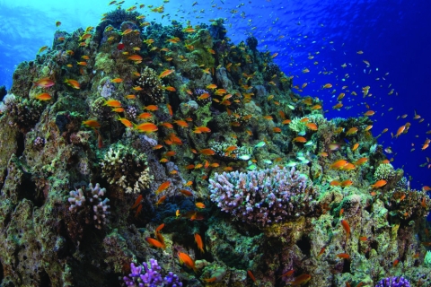 4 Hour Snorkeling & Diving Trip With Private Beach Access 1 Dive for Certified Divers
