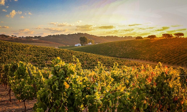 From Algarve: Alentejo wine tour, lunch & make your own wine