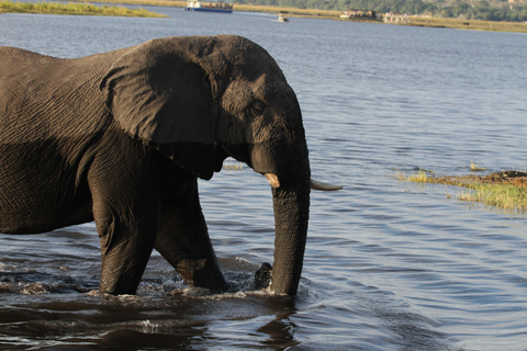 Victoria Falls: Sambesi-Fluss-Sonnenuntergangs-Kreuzfahrt mit Getränken