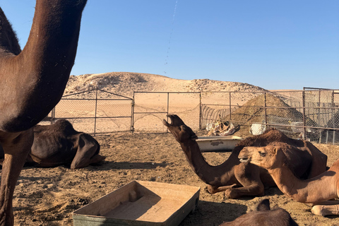 Salalah: Empty Quarter Desert Adventure to Hashman Dunes