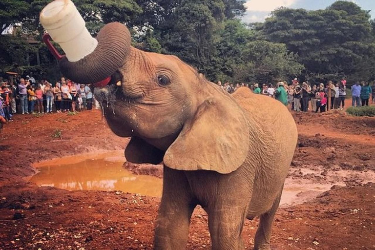 Parc national de Nairobi, orphelinat des éléphants et centre des girafes