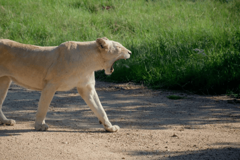2-Day Agra City Tour with Etawah Lion Safari Adventure Taj Mahal & Etawah Safari Tour without Tickets & Lunch