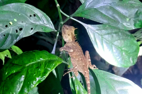 Khlong Sok: Excursión de medio día por las cascadas y la fauna de Khao SokAventura compartida