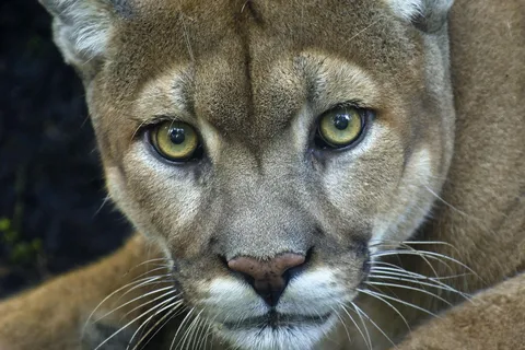 Puerto Natales : Safari photo à la recherche du puma