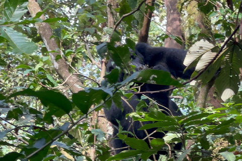 8-tägige Gorilla Trekking Reise durch Ruanda, Uganda und den Kongo (DRC)