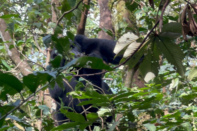 8-tägige Gorilla Trekking Reise durch Ruanda, Uganda und den Kongo (DRC)