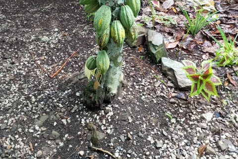 Higuey discovery, coffee and cocoa tasting from punta cana