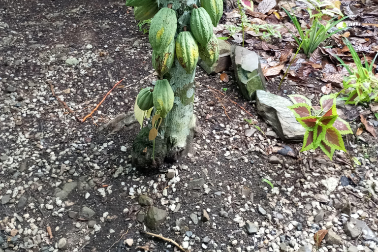 Higuey discovery, coffee and cocoa tasting from punta cana