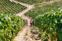 From Florence, Small Group Wine Tasting Tour to Tuscany - Housity