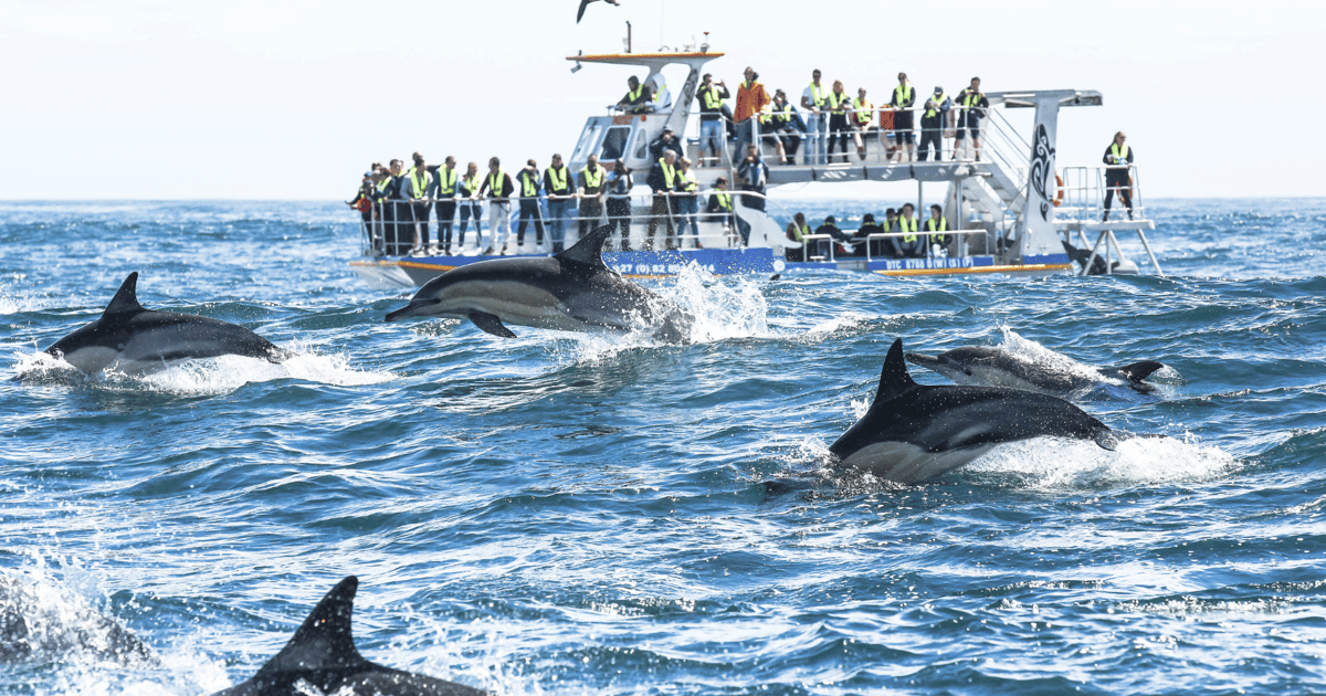 Hermanus Whale Watching and Winelands Private Full-day Tour | GetYourGuide