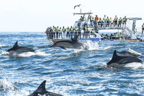 Le Cap : observation des baleines, dégustation de vin et visite des pingouins