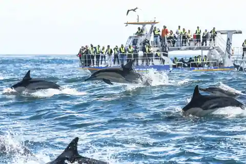 Kapstadt: Whale Watching, Weinverkostung und Pinguin Tour