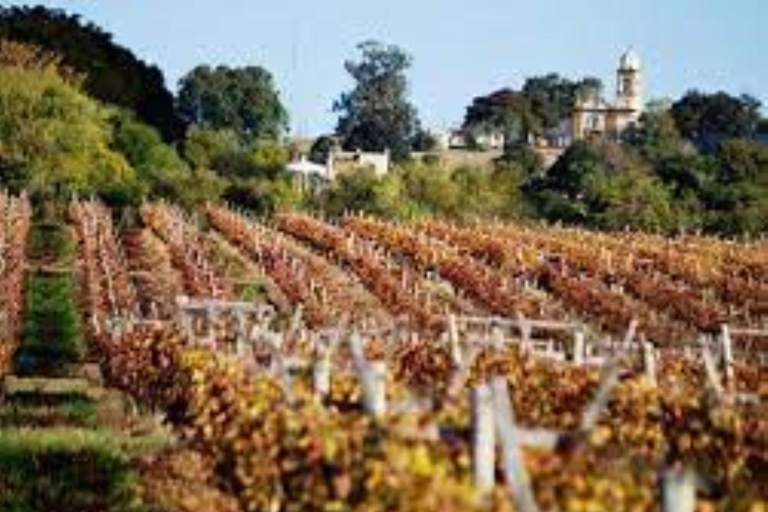 Jednodniowa wycieczka do winnicy - z Colonia del SacramentoDoświadczenie winiarskie BEZ transportu