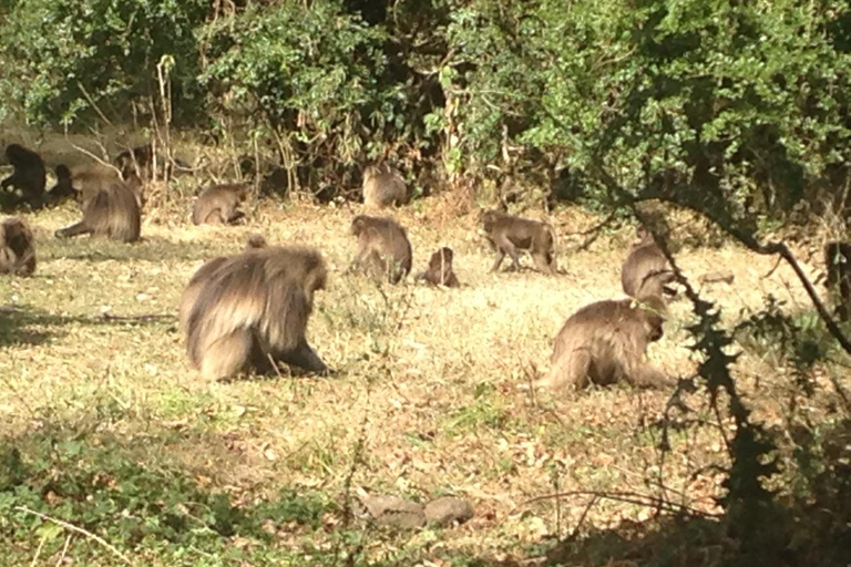 Gondar: 3 Nächte – Simien-Trekking, Camp Limalimo &amp; Gondar Castle