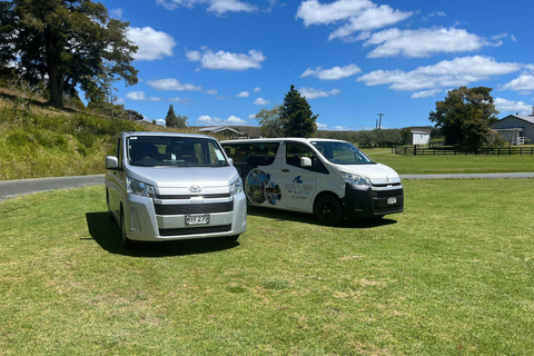 Desde Paihia: tour guiado a las cuevas de luciérnagas de Kawiti