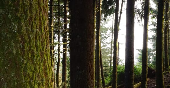 Madeira: Santo da Serra E-Bike Tour with Guide