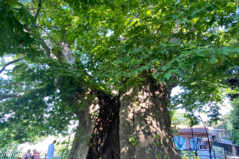 Tbilisi: Discover Georgia in 6 Days – All-Inclusive Tours ✅