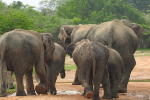 From Ella & Yala Safari and drop Waligama, Mirissa, Tangalle Yala Leopard and Elephants safari Full day