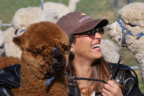From Christchurch: Alpaca Farm Tour with Feeding and Guide