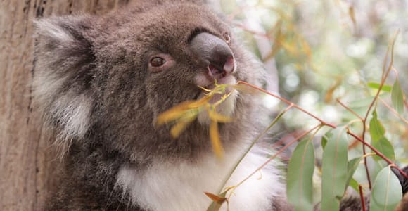 From Perth: Swan Valley Wine Tasting & Wildlife Park Tour