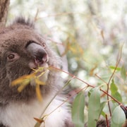 From Perth: Swan Valley Wine Tasting & Wildlife Park Tour