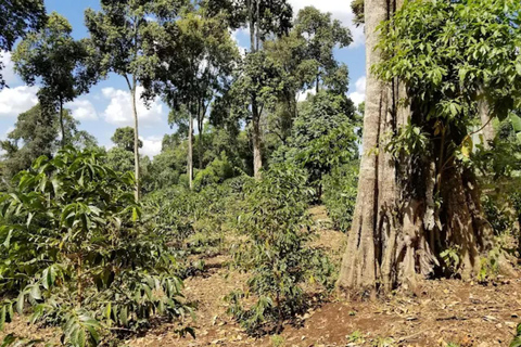 Addis Ababa: Coffee from Bean to Cup Experience