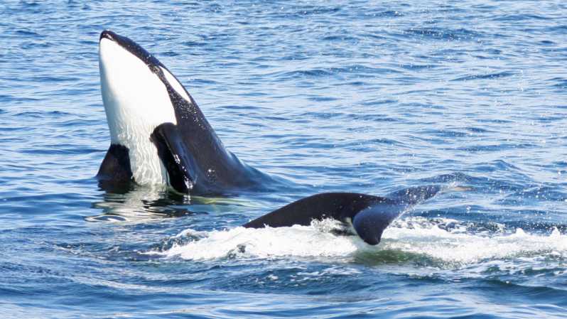 Seattle: Half-Day Wildlife and Whale Watching Cruise