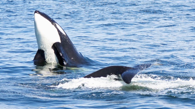 Visit Seattle Half-Day Wildlife and Whale Watching Cruise in Seattle
