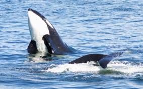 Seattle: Half-Day Wildlife and Whale Watching Cruise