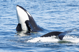 Whale Watching in Seattle