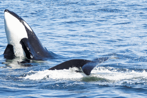 Seattle: Half-Day Wildlife and Whale Watching Cruise Standard Seating