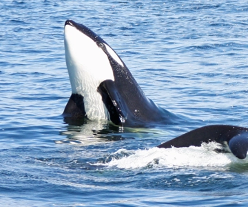 Seattle: Halve dag wildlife en walvistour