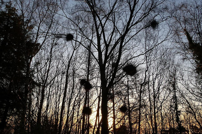 Belfast from Above: Sunrise or Afternoon Hike Option 1: Sunrise Hike