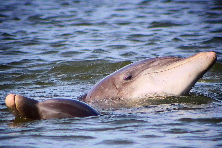 Folly Beach Dolphin Viewing Boat Excursion