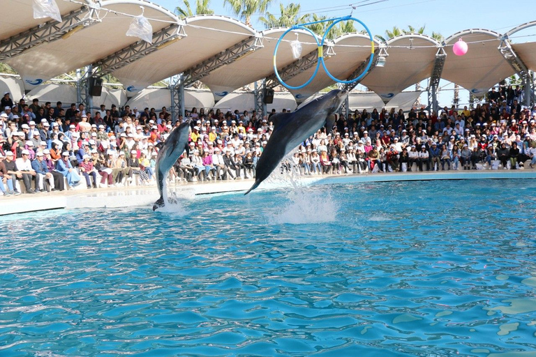 Alanya Dolphin Show Tour - Sealanya Dolphinpark